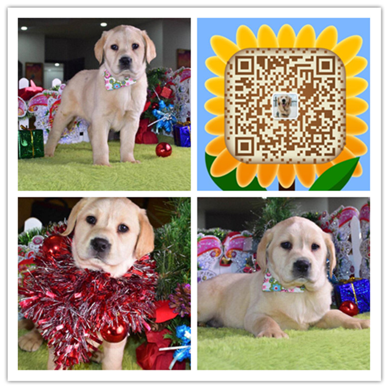 武汉哪里有卖狗的 武汉哪里有狗场 武汉哪里有卖拉布拉多犬的 武汉哪里买健康拉布拉多