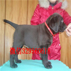 岳阳哪里能买到纯种拉布拉多幼犬黑色拉布拉多包纯种健康