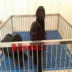 潍坊出售纯种赛级双血统拉布拉多精品拉布拉多
