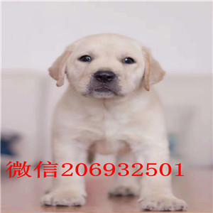 长沙本地自家繁殖的拉布拉多幼犬 温顺可爱
