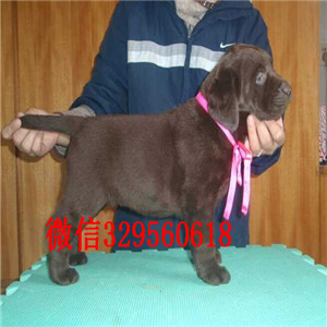 岳阳哪里能买到纯种拉布拉多幼犬黑色拉布拉多包纯种健康