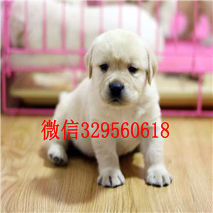 莱芜哪里能买到赛级双血统拉布拉多黑色拉布拉