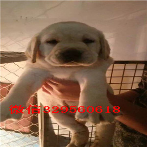 牡丹江哪里有卖纯种拉布拉多幼犬黑色拉布拉多