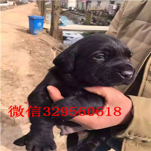 临汾哪里有卖纯种拉布拉多幼犬基地直销拉布拉多神犬小七拉布拉多
