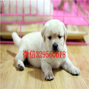 长治出售纯种拉布拉多拉布拉多犬舍疫苗齐全
