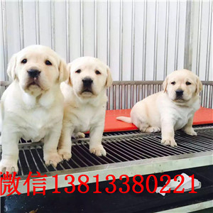 纯种拉布拉多幼犬出售 大骨架血统纯正 全国送