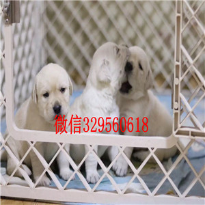   佳木斯拉布拉多出售 佳木斯拉布拉多幼犬价