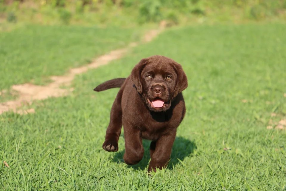 济南黑色拉布拉多价格 济南白色拉布拉多多少