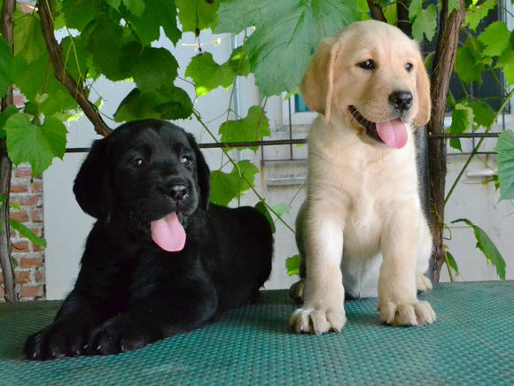 西安哪里有卖拉布拉多犬的 西安哪里出售拉布