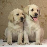 武汉哪里有卖拉布拉多的纯种健康的拉布拉多的