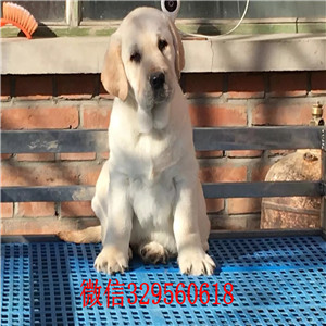  松原拉布拉多犬多少钱一只 黄色白色黑色拉布拉多犬出售 赛级拉布拉多价格