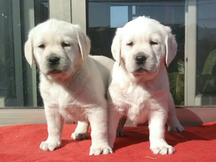 衡阳黑色拉布拉多怎么卖的 衡阳哪里有白色拉布拉多出售 黄色拉布拉多怎么卖的