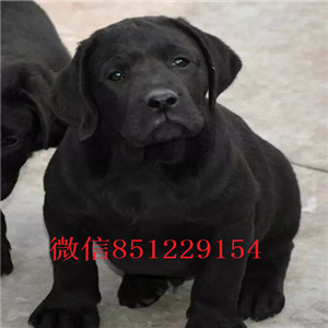武汉帅气拉布拉多犬 可看狗视频 忠实神犬小七火热出售 