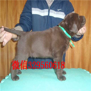 内江出售纯种拉不拉多拉不拉多狗场宽嘴短毛拉