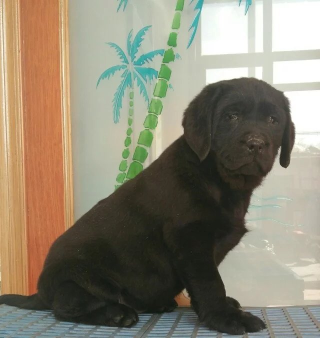 十堰黑色拉布拉多怎么卖的 十堰哪里有白色拉