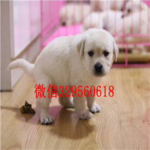 长治哪里卖纯种拉不拉多拉不拉多价格白色拉不