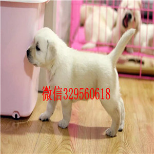 钦州出售纯种拉不拉多拉不拉多图片黑色拉不拉