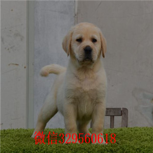  青岛出售导盲犬拉布拉多，聪明活泼的拉布拉多