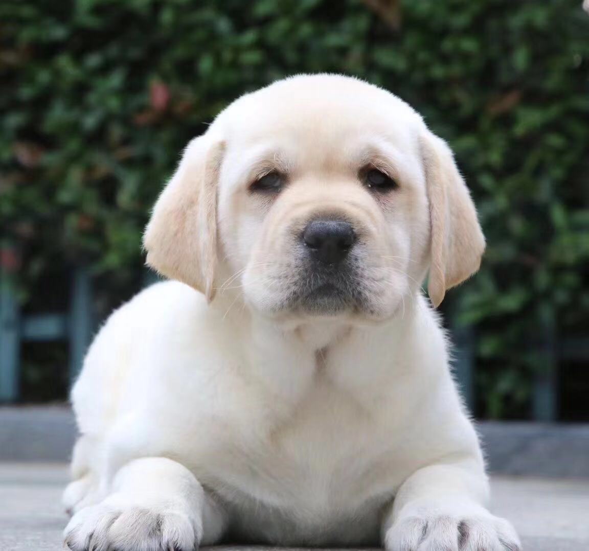  黑色拉布拉多价格 白色拉布拉多多少钱 黄色