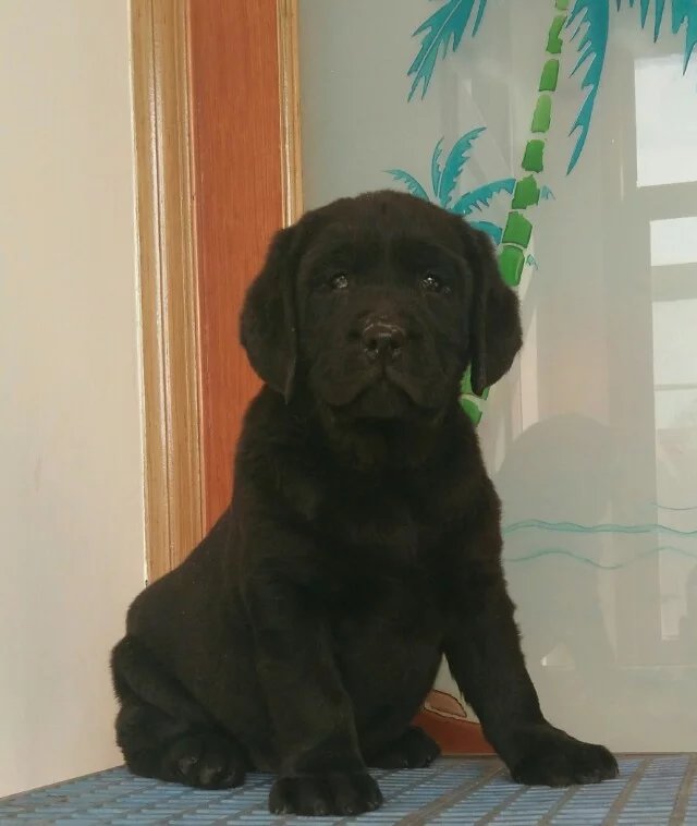 衡阳黑色拉布拉多怎么卖的 衡阳哪里有白色拉布拉多出售 黄色拉布拉多怎么卖的