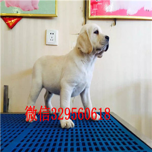 晋中哪里能买到纯种拉不拉多拉不拉多图片拉布拉多犬神犬小七纯种健康拉不拉多