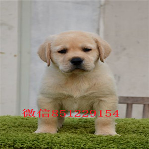 武汉帅气拉布拉多犬 可看狗视频 忠实神犬小七火热出售 