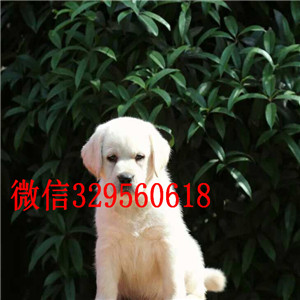 达州哪里能买到纯种拉不拉多双血统拉不拉多白