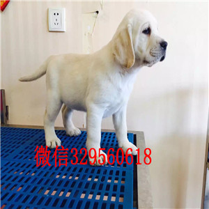 益阳哪里卖纯种拉不拉多拉不拉多图片打完疫苗证书齐全纯种拉布拉多犬