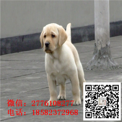 青岛哪里有拉布拉多出售 拉布拉多导盲犬哪里的好 拉布拉多犬舍繁殖 多少钱