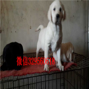 巢湖纯种拉布拉多幼犬双血统赛级精品拉布拉多