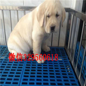 包头导盲犬拉布拉多包纯种保健康全国空运