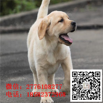 青岛哪里有拉布拉多出售 拉布拉多导盲犬哪里的好 拉布拉多犬舍繁殖 多少钱