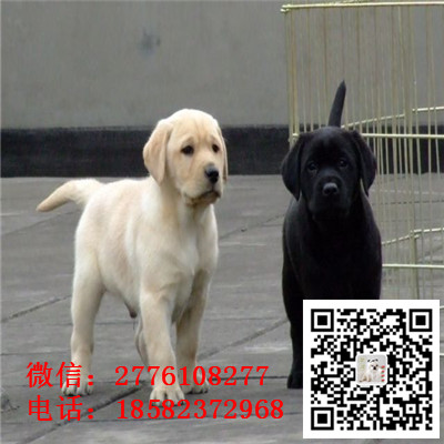 青岛哪里有拉布拉多出售 拉布拉多导盲犬哪里