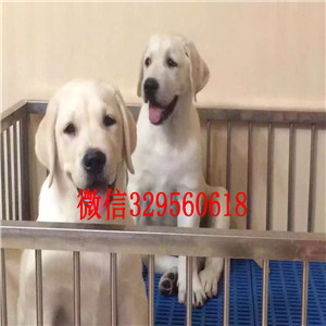 宝山神犬小七同款拉布拉多犬出售 拉布拉多图