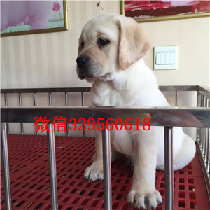 晋中正规狗场直销拉布拉多犬大骨架拉布拉多犬