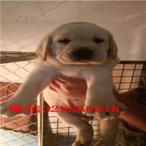 潍坊正规狗场直销拉布拉多犬双血统赛级精品拉