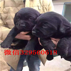 阳江正规狗场直销拉布拉多犬拉布拉多,拉拉 神犬小七拉布拉多宝宝热销中哪里出售纯种拉布拉多犬