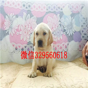 林芝纯种拉布拉多幼犬哪里卖纯种拉布拉多拉布