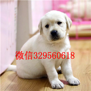 青岛咖啡色拉布拉多宝宝拉布拉多,拉拉 神犬小