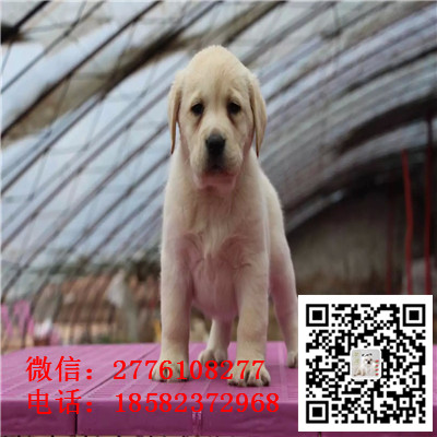 青岛哪里有拉布拉多出售 拉布拉多导盲犬哪里的好 拉布拉多犬舍繁殖 多少钱