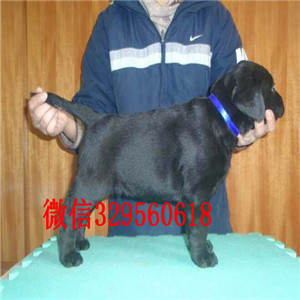 卢湾售纯种拉拉犬 幼犬 拉布拉多犬导盲犬
