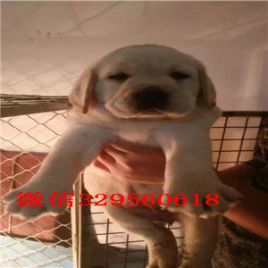 济南出售纯家养拉布拉多幼犬