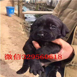 阳江正规狗场直销拉布拉多犬拉布拉多,拉拉 神犬小七拉布拉多宝宝热销中哪里出售纯种拉布拉多犬