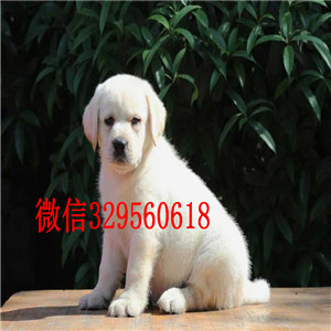 辽阳帅帅拉拉犬出售 血统拉不拉多幼犬 血统纯