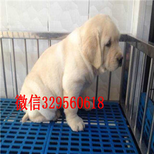 南昌出售极品冠军级拉登血系拉布拉多犬