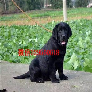 朔州出售纯种拉布拉多犬 赛级品质 健康质保 