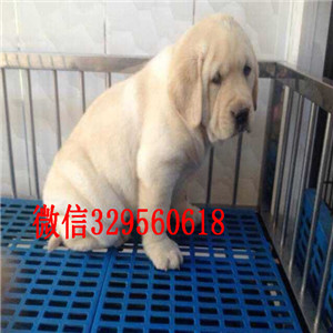 无锡纯种拉布拉多幼犬哪里卖纯种拉布拉多导盲犬拉布拉多犬幼犬哪里出售纯种拉布拉多犬