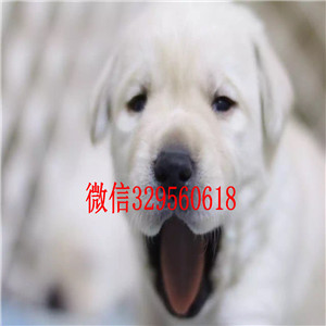 长治宠物基地长期出售拉布拉多拉布拉多多少钱