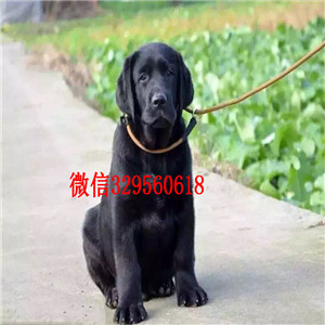 郴州正规狗场直销拉布拉多犬大骨架拉布拉多犬