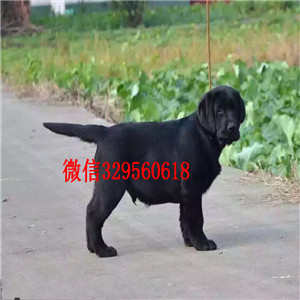 益阳纯种拉布拉多幼犬双血统赛级精品拉布拉多本地出售高品质拉布拉多犬舍出售纯种健康的拉布拉多犬